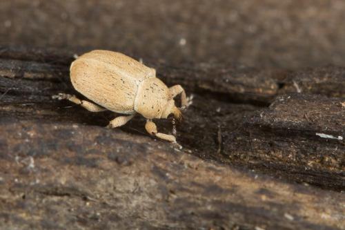 Réf. 244 981 : Sibinia sp.